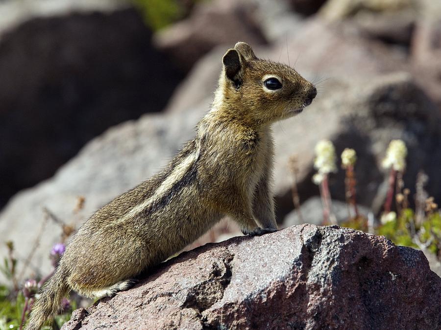 Nature Photograph - Golden-mantled Ground Squirrel On A Rock by Bob Gibbons