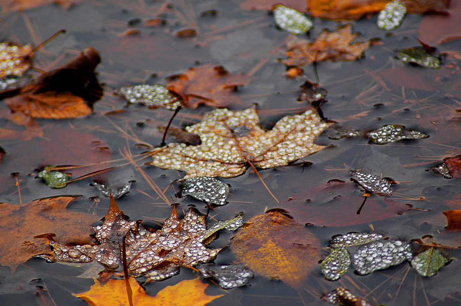 Golden Maple Dew Drops Photograph by LeeAnn McLaneGoetz McLaneGoetzStudioLLCcom
