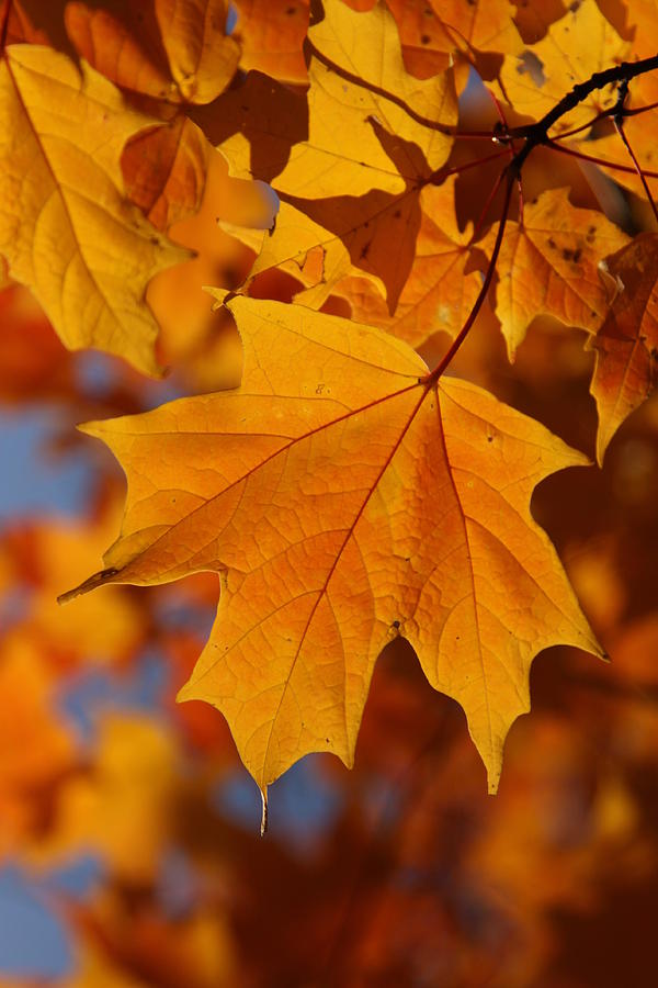Fall Photograph - Golden Maple by Shari Jardina