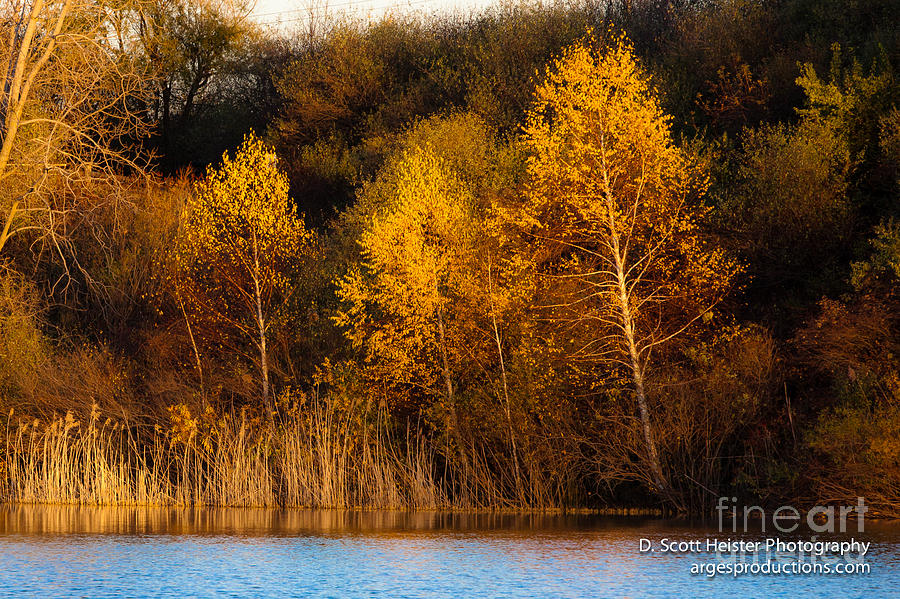 Fall Photograph - Golden Moment by Scott Heister