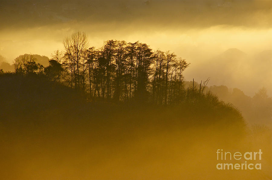 Nature Photograph - Golden Morning Mist by Sean Griffin