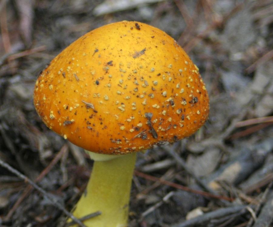 Golden Mushroom Photograph by Barbara S Nickerson