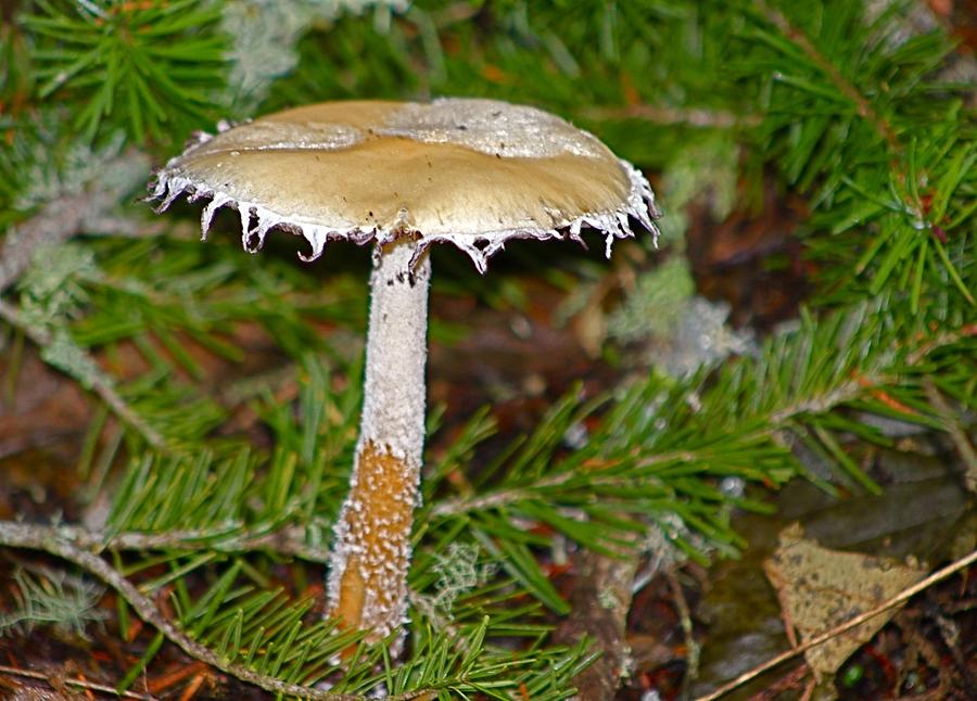 Golden Mushroom in Pine Woods Photograph by Jeanne Juhos