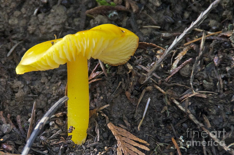 Golden Mushroom Photograph by Sean Griffin
