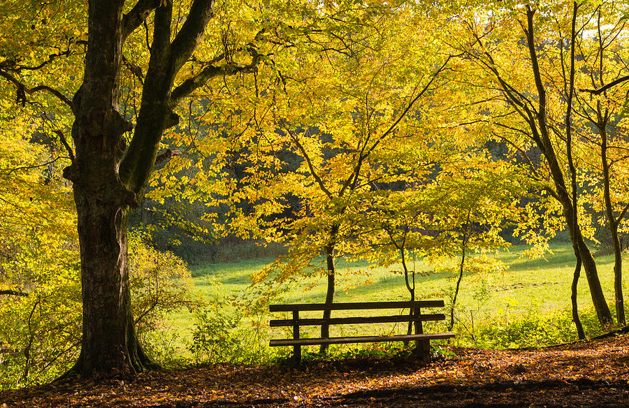 Golden October - bench and yellow trees in fall Photograph by Matthias Hauser