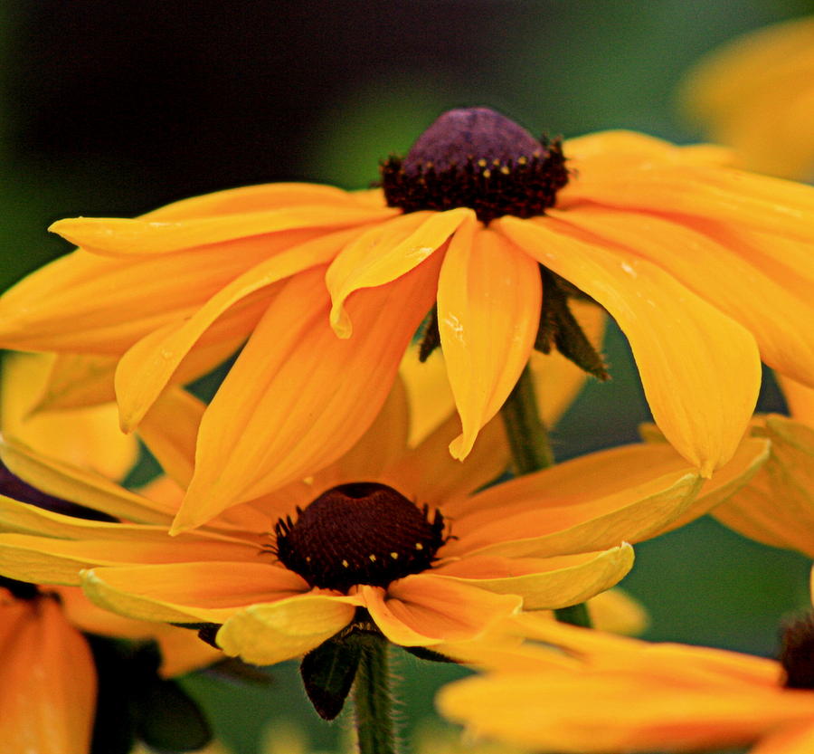 Golden Orange Black Eyed Susan Photograph by Tam Graff | Fine Art America