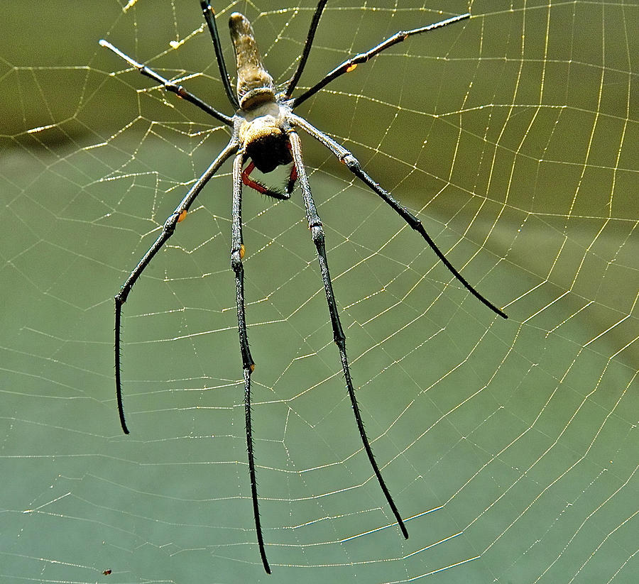 Golden Orb spider Photograph by Jocelyn Kahawai