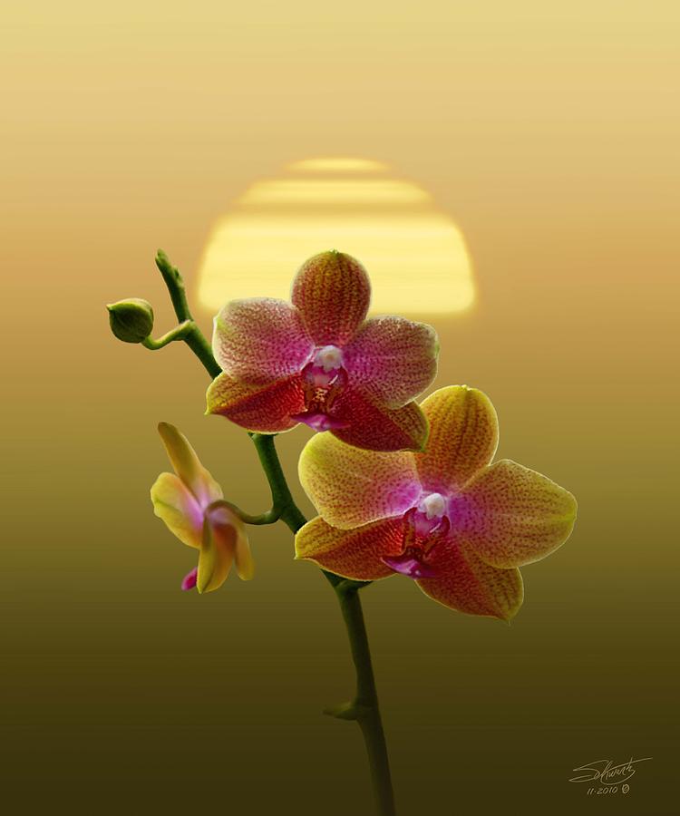 Golden Orchid Sunset Photograph by M Spadecaller
