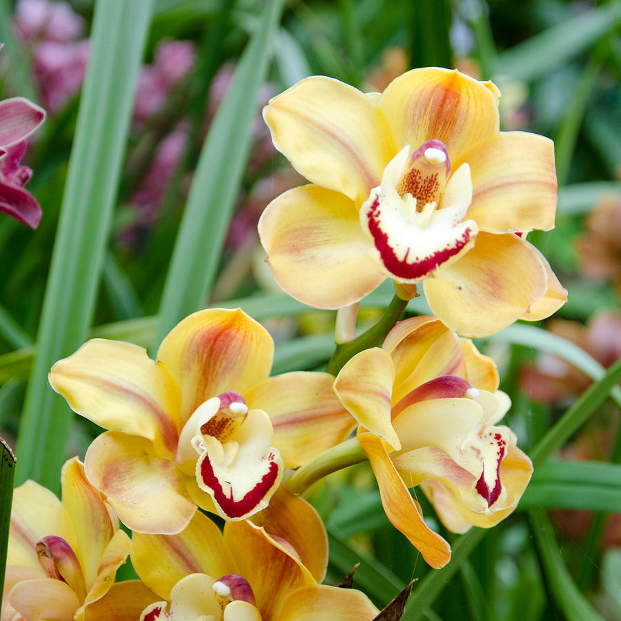 Orchid Photograph - Golden Orchids by Margaret Pitcher