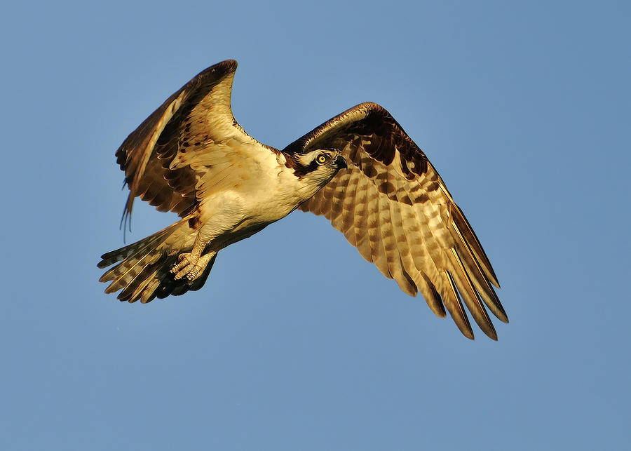 Golden Osprey in dawns early light Photograph by Bill Dodsworth