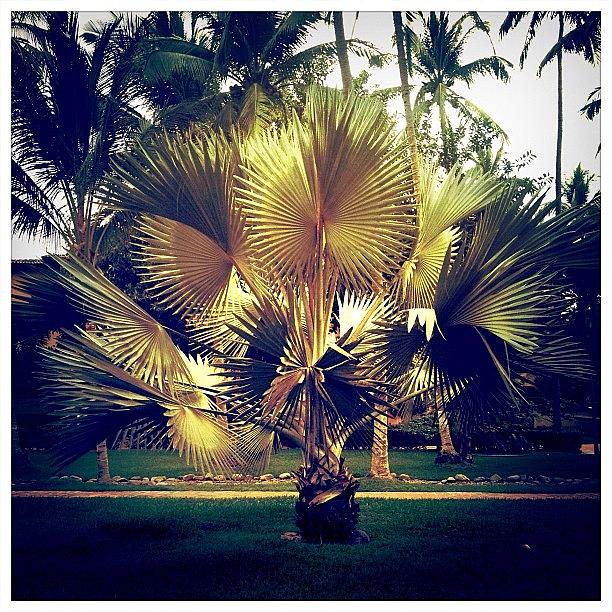 Tree Photograph - Golden Palm by Natasha Marco
