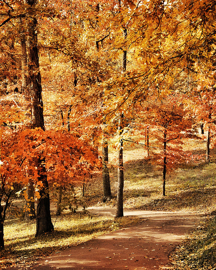 Fall Photograph - Golden Path by Jai Johnson