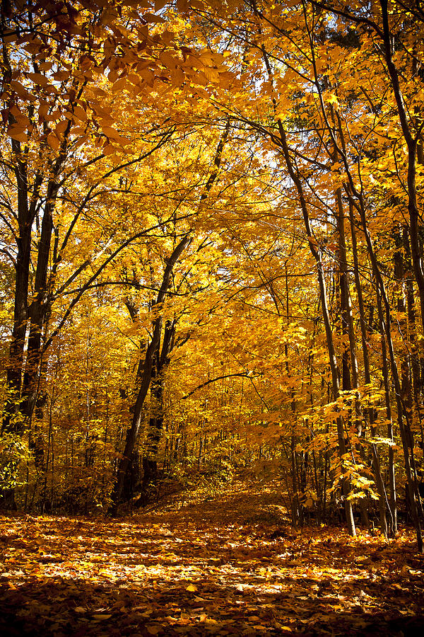 Golden Path Photograph by Kamil Swiatek | Fine Art America