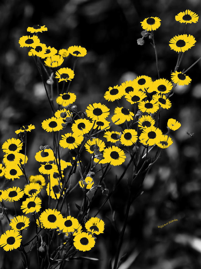 Golden Petals Photograph by DigiArt Diaries by Vicky B Fuller