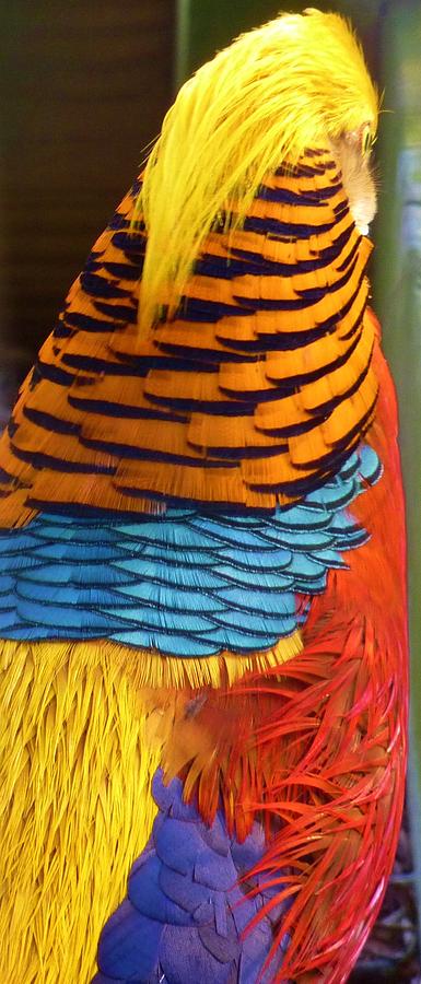Golden Pheasant Photograph by Jeanette Oberholtzer