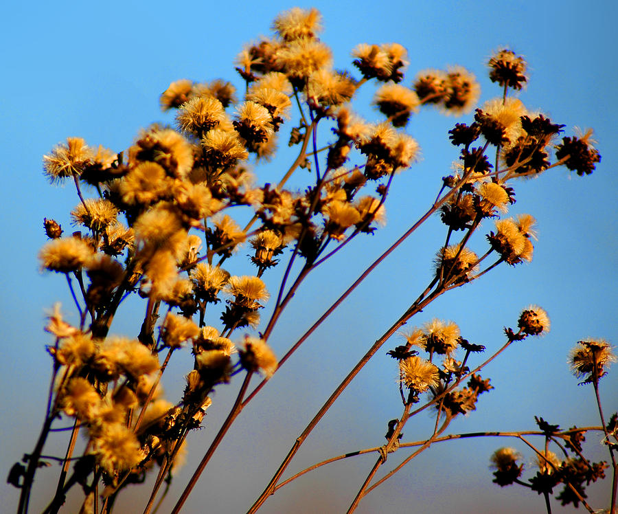 Golden plants in the sun Photograph by LeeAnn McLaneGoetz McLaneGoetzStudioLLCcom