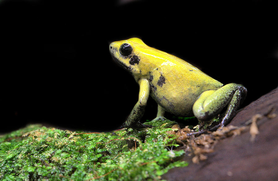 Frog Photograph - Golden Poison  by JC Findley