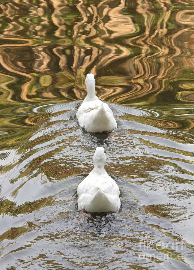 Duck Photograph - Golden Pond by Rick Wolfryd