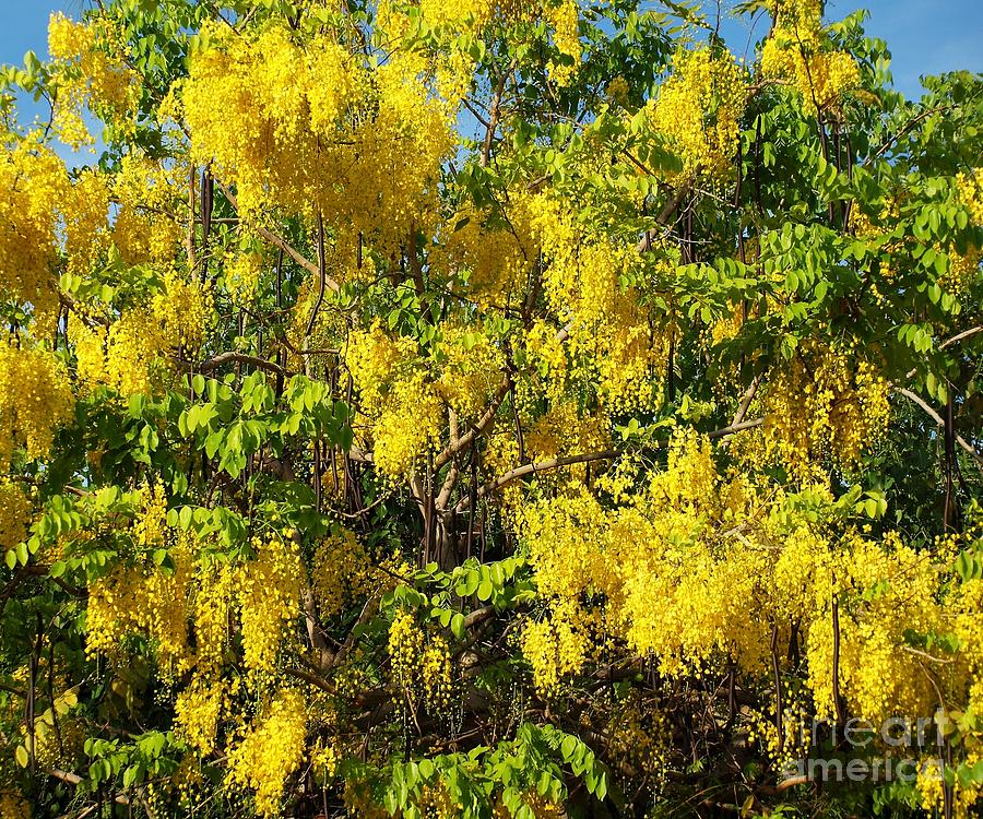 Golden Rain Tree In Full Bloom Photograph by Yali Shi