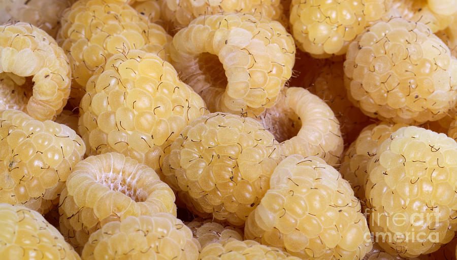 Golden Raspberries Photograph by Photo Researchers, Inc.