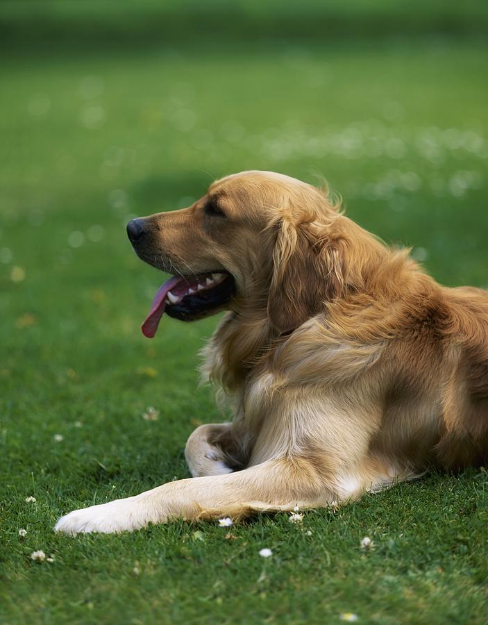 Golden Retriever Dog Laying In The Grass Photograph by Sici 