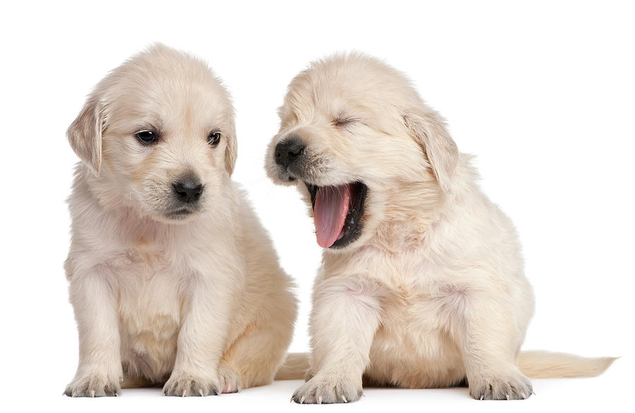 Golden Retriever Puppies (4 Weeks Old) Photograph by Life On White