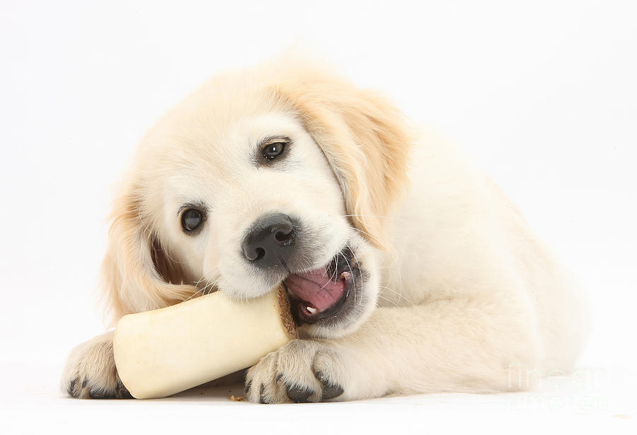 Animal Photograph - Golden Retriever Puppy Chewing A Bone by Mark Taylor