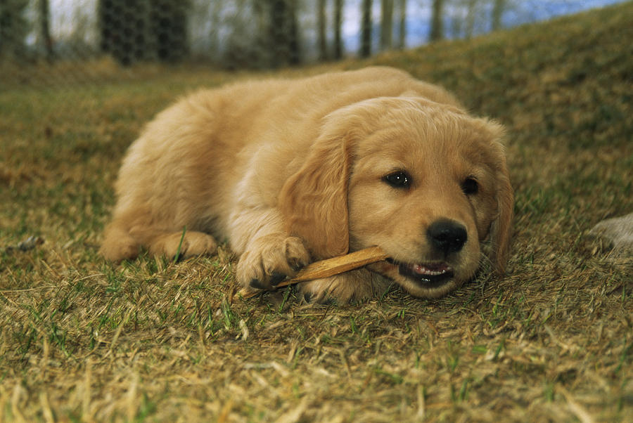 golden retriever chewing