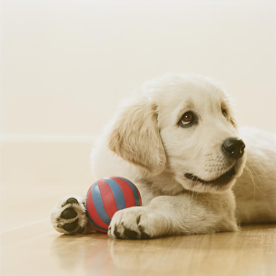 Golden Retriever Puppy Holding Ball, Sitting On Floor, Close-up Photograph by GK Hart/Vikki Hart