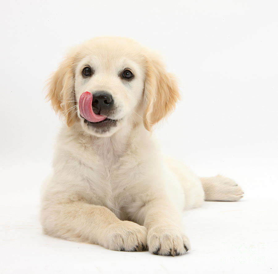 Golden Retriever Puppy With Tongue Out Photograph by Mark Taylor