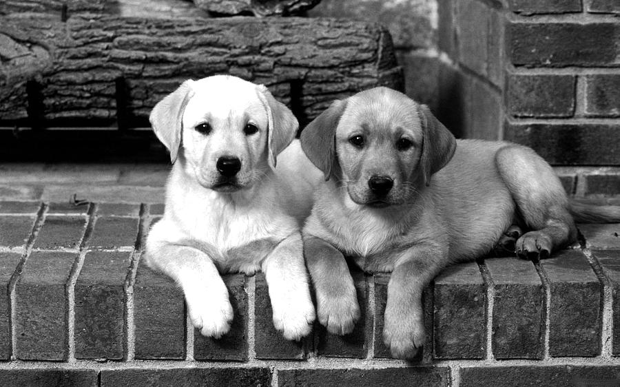 Golden Retriever Pups Photograph