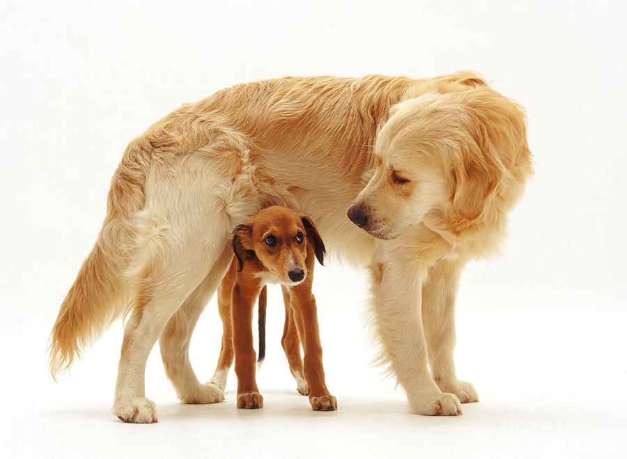 Dog Photograph - Golden Retriever With Saluki Lurcher by Jane Burton