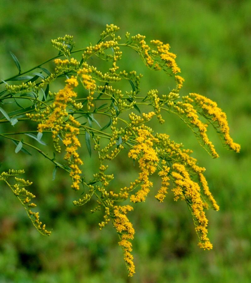 Golden Rod Photograph by Barbara S Nickerson