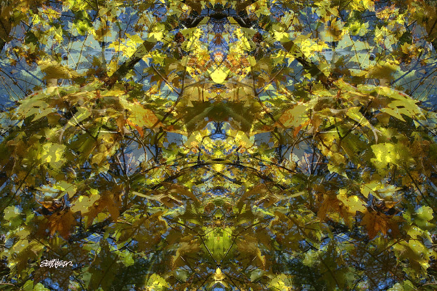 Fall Colors Photograph - Golden Rorschach by Seth Weaver Fall Colors Photograph - Golden Rorschach by Seth Weaver