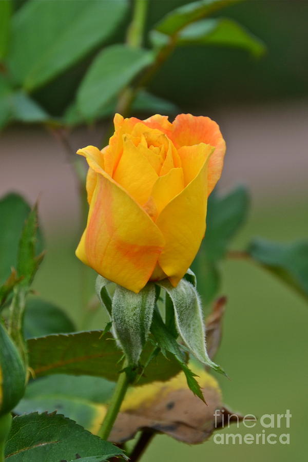 Golden Rose Photograph by Carol  Bradley