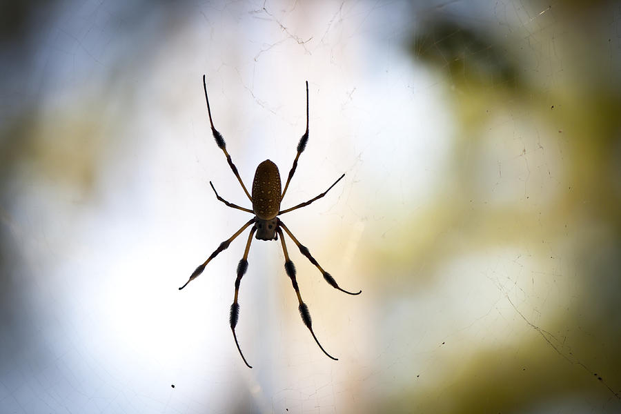 Golden Silk Orb Weaver Photograph by Teresa Mucha - Fine Art America