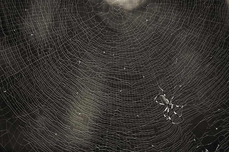 Spider Photograph - Golden Silk Spider  by Patrick Lynch