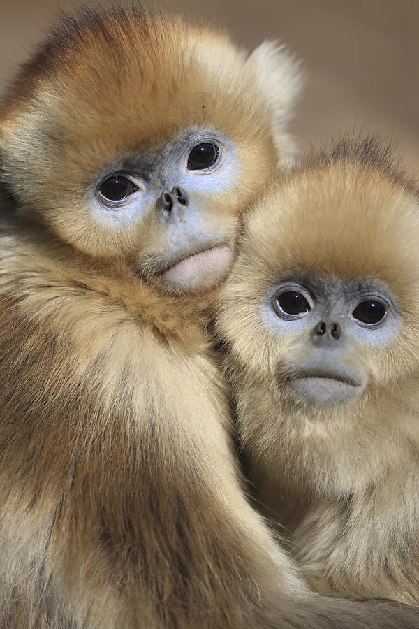 Golden Snub-nosed Monkeys Photograph by Cyril Ruoso