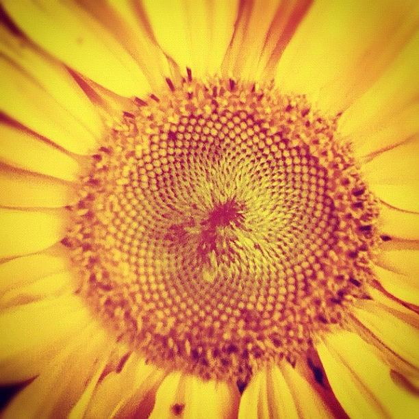 Sunflower Photograph - Golden Spiral by Tom Crask