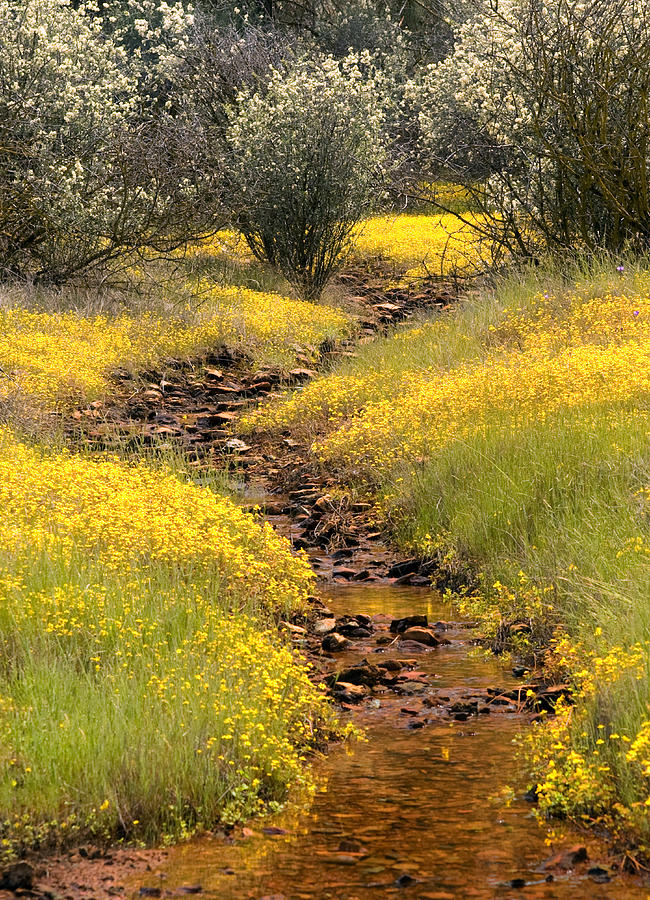 Spring Photograph - Golden Spring by Floyd Hopper