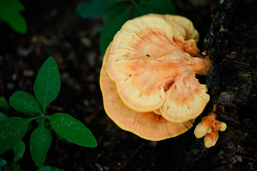 Golden Stump Fungus 1 Photograph by Douglas Barnett
