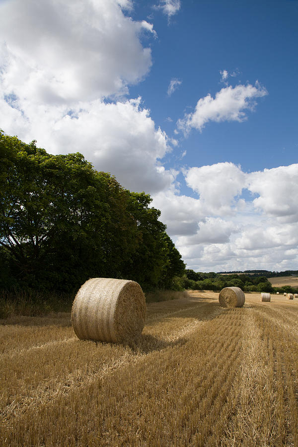 Golden summer harvest Photograph by Ian Middleton