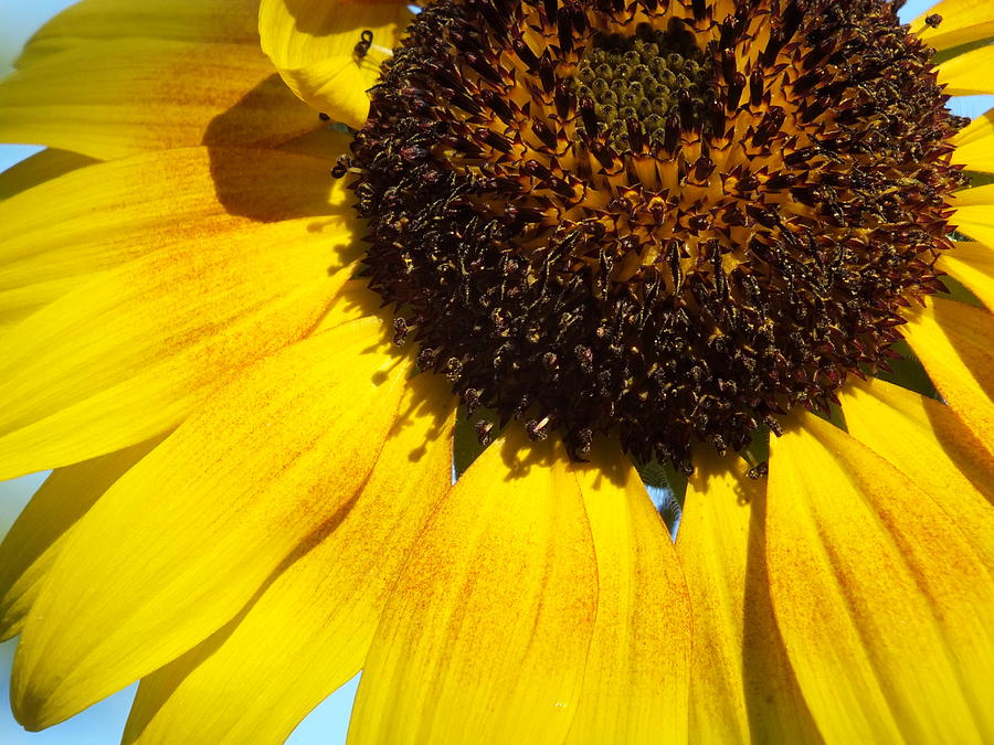 Golden Sunflower Photograph by Christina Shaskus | Fine Art America