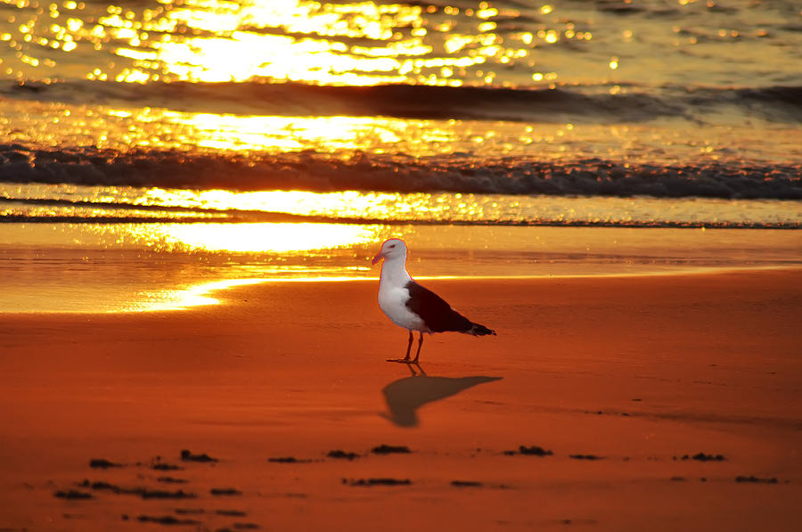 Golden Sunrise Seagull Photograph by Bill Cannon