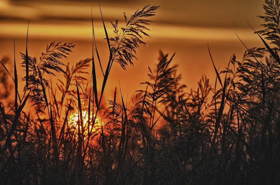 Golden Sunrise Photograph by Todd Heckert - Fine Art America