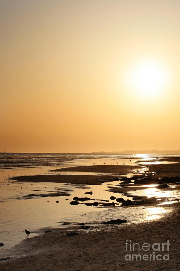 Golden Sunset- California coast Photograph by Danuta Bennett