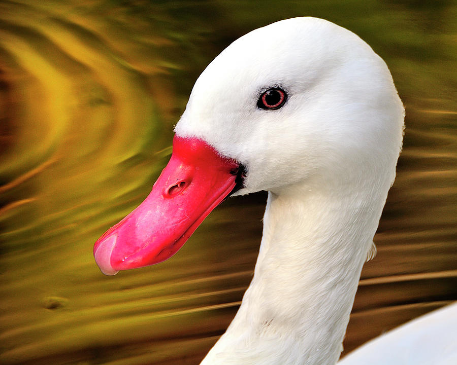 Golden Swan Photograph by Bill Dodsworth