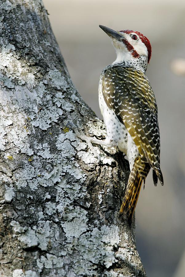 Golden-tailed Woodpecker Male Photograph by Peter Chadwick - Fine Art ...