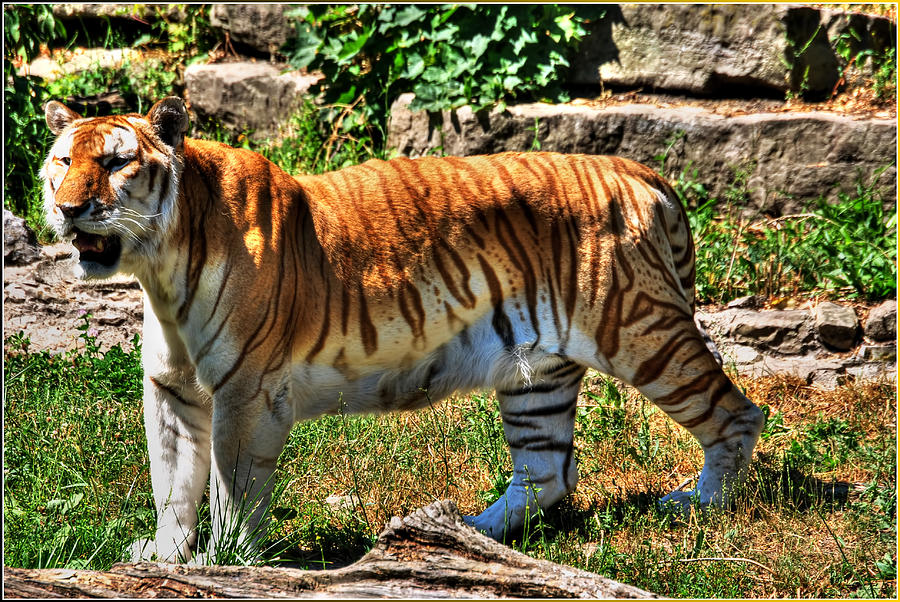 Golden Tiger Photograph by Michael Frank Jr