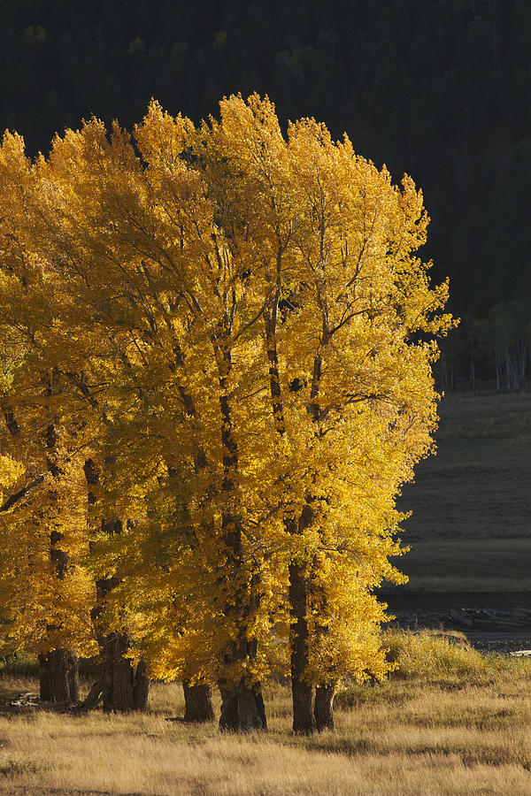 Yellowstone National Park Photograph - Golden Tree by Holst Photography